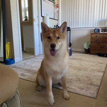 Gina's Clean & Cozy Petcare - Pet Groomers Near Me - Castro Valley, California Gina's Clean & Cozy Petcare - Pet Groomers Near Me - Castro Valley, California