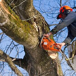 Glastonbury Tree Service