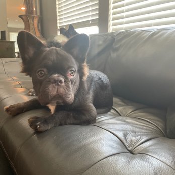 Grooming By Lisa - The baby of them all. All silky and smooth smell better then ever. - Pet Groomers Near Me - Houston, Texas Grooming By Lisa - The baby of them all. All silky and smooth smell better then ever. - Pet Groomers Near Me - Houston, Texas