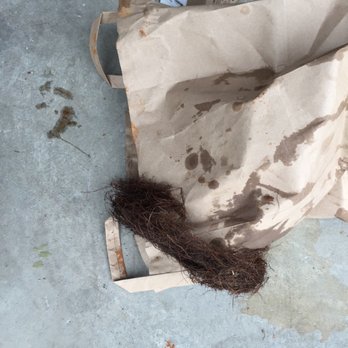 Simeone Plumbing - Roots grown under base of sump pump. - Plumbing Near Me - Santa Rosa, California