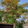 Photo of Roman Tree Care