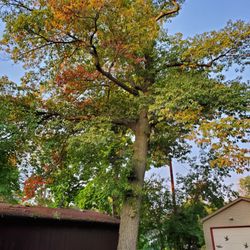 Roman Tree Care - The oak in a tight spot.
