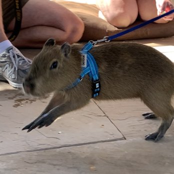 Nurtured By Nature - They jump like lambs when they are happy. This large rodent was very happy. - Community Service/Non-Profit Near Me - Pauma Valley, California Nurtured By Nature - They jump like lambs when they are happy. This large rodent was very happy. - Community Service/Non-Profit Near Me - Pauma Valley, California
