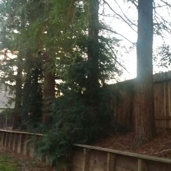 Unique Arbor Tree Care - More of the dead trees - Tree Services Near Me - Foresthill, California