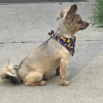 Max’s Happy Paws Grooming - This the after he looks GREAT - Pet Groomers Near Me - Alhambra, California Max’s Happy Paws Grooming - This the after he looks GREAT - Pet Groomers Near Me - Alhambra, California