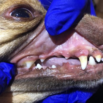 Pawsitivly Clean Pet Dental - Before - Veterinarians Near Me Pawsitivly Clean Pet Dental - Before - Veterinarians Near Me