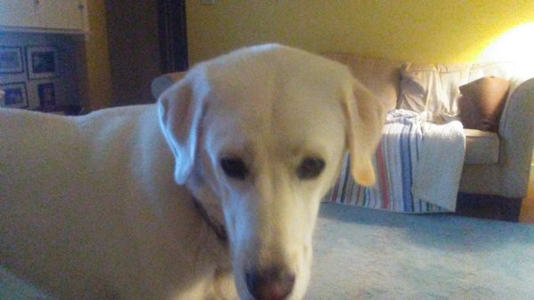 Everett's Auto Parts by null