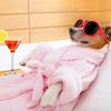 Muddy Marley’s Dog Wash gift card