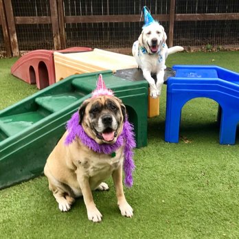 Action Pack - Round Rock - My dog Sweetie Pie, the mastiff - Pet Training Near Me - Round Rock, Texas