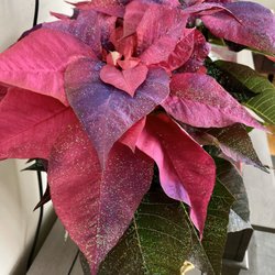 All 4 U Flowers - Gorgeous Pointsetta