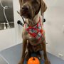 A Bubbly Tail Mobile Pet Spa