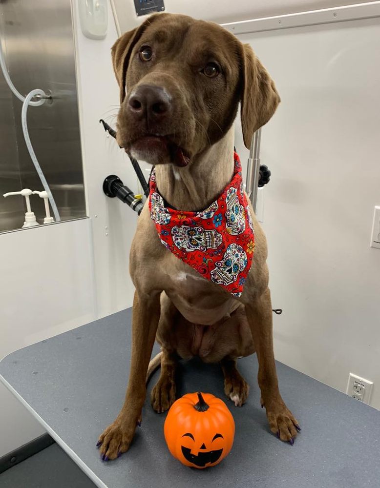 A Bubbly Tail Mobile Pet Spa Image