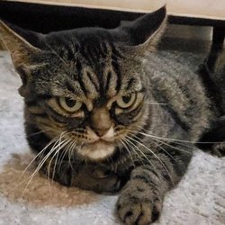 Pizza Hut - Angry cat cause im angry