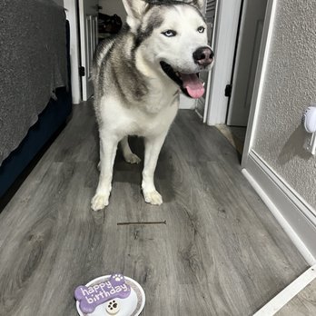 Health Mutt - Birthday treats - Pet Stores Near Me - Tampa, Florida