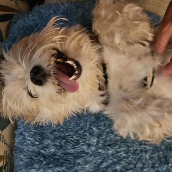 Sunset Veterinary Surgery - VERY happy after getting to take her first walk the length of the house outside! - Veterinarians Near Me - Clearwater, Florida Sunset Veterinary Surgery - VERY happy after getting to take her first walk the length of the house outside! - Veterinarians Near Me - Clearwater, Florida