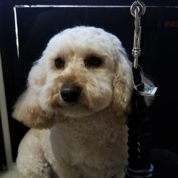 Charspets Mobile Grooming - Pet Groomers Near Me