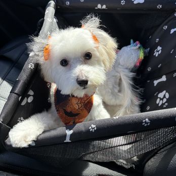 Ooh Puppy - Bella first grooming experience - Pet Groomers Near Me - La Mirada, California