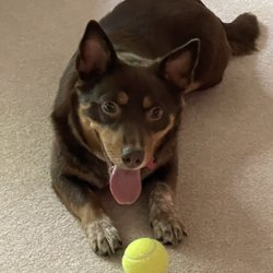 All About Dogs of Northeast Ohio - Mia