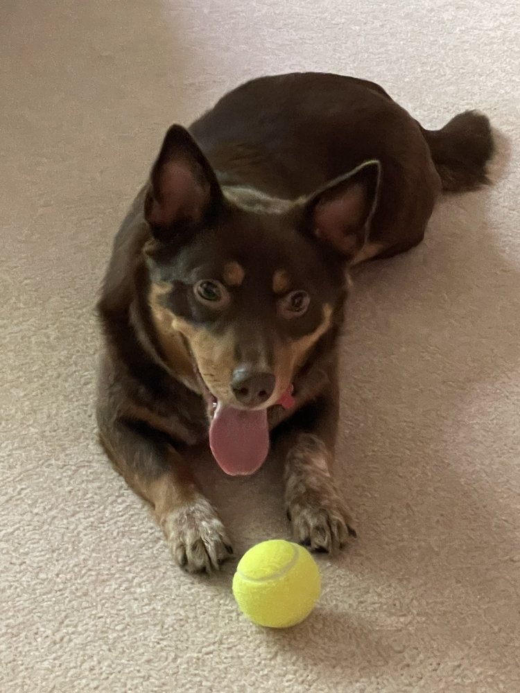 All About Dogs of Northeast Ohio - pet boarding facility in Chagrin Falls, OH