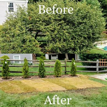 Cardinal Tree Care - Before/After - Tree Services Near Me - Dumfries, Virginia Cardinal Tree Care - Before/After - Tree Services Near Me - Dumfries, Virginia