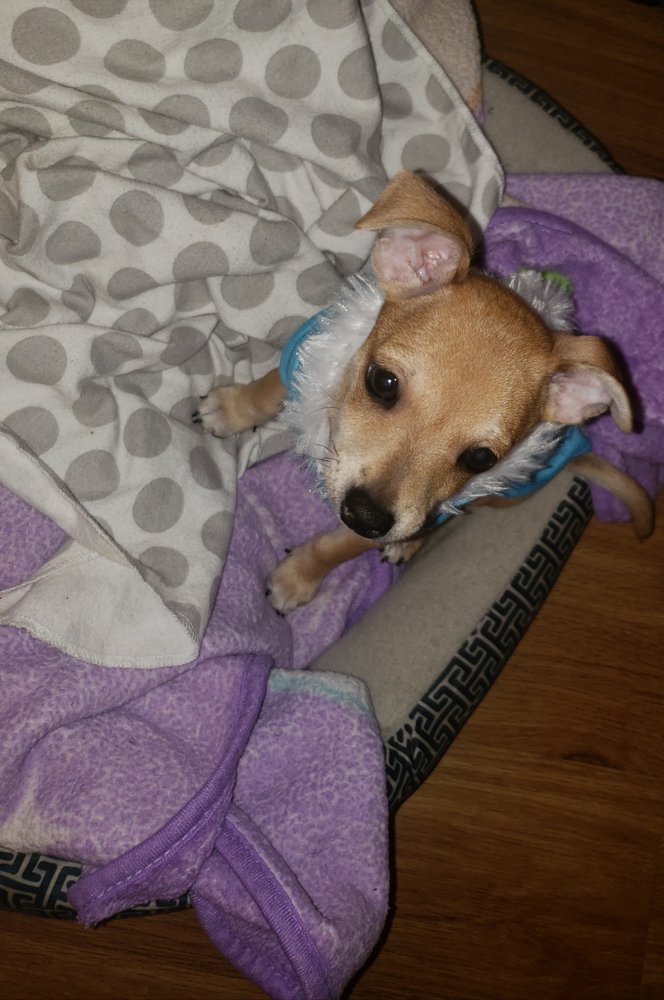 CYPRESS VETERINARY HOSPITAL 44 Photos & 12 Reviews Veterinarians