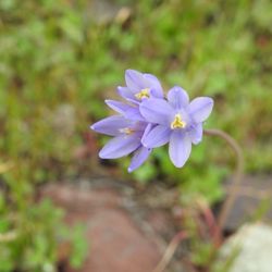 Garden Shepherd - Spring!