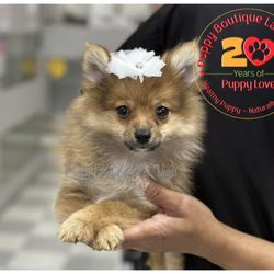Puppy Boutique Las Vegas - Female Pomeranian