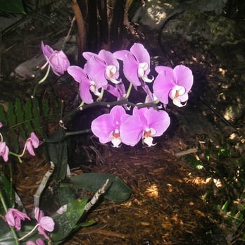 Nancy Forrester's Secret Garden - Animal Shelters Near Me - Key West, Florida