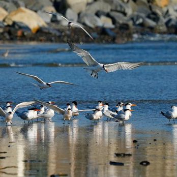 Oceanside Beach - Caspian turn - Beaches Near Me - Oceanside, California Oceanside Beach - Caspian turn - Beaches Near Me - Oceanside, California