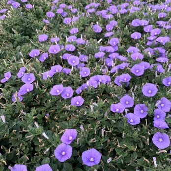 Clovis Botanical Garden - Ground Morning Glories - Botanical Gardens Near Me - Clovis, California
