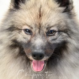 The serious side of Kenzi the Keeshond