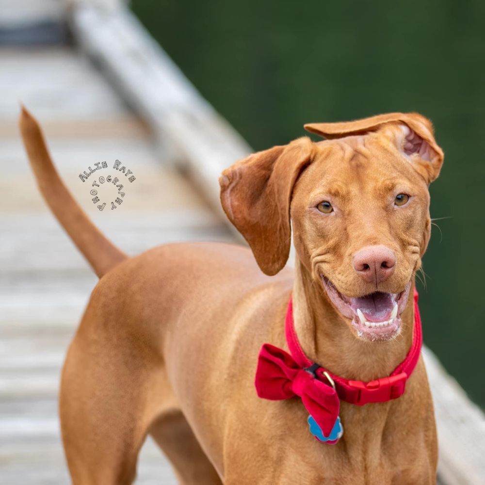 PATRICIA LAUGHING DOG PARK Updated September 2024 25 Photos Spokane Bridge Rd