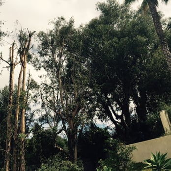 Montejo Landscape Construction - The two butchered trees on the left used to look like the one on the far right until Hugo got his hands on them. - Tree Services Near Me