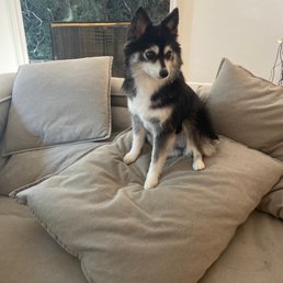 Pomsky hair cut Pomsky hair cut
