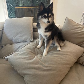PuppyLux Mobile Spa - Pomsky hair cut - Pet Groomers Near Me PuppyLux Mobile Spa - Pomsky hair cut - Pet Groomers Near Me