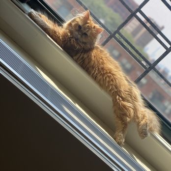 Furry Dream - Pet Adoption Near Me - Brooklyn, New York