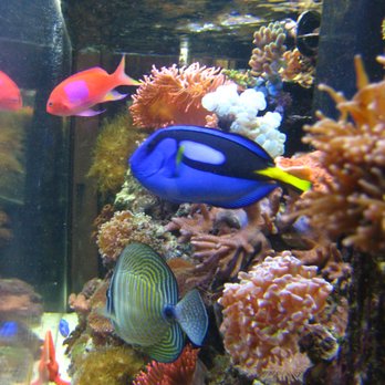 Beautiful Scales - Aquarium Services Near Me Beautiful Scales - Aquarium Services Near Me