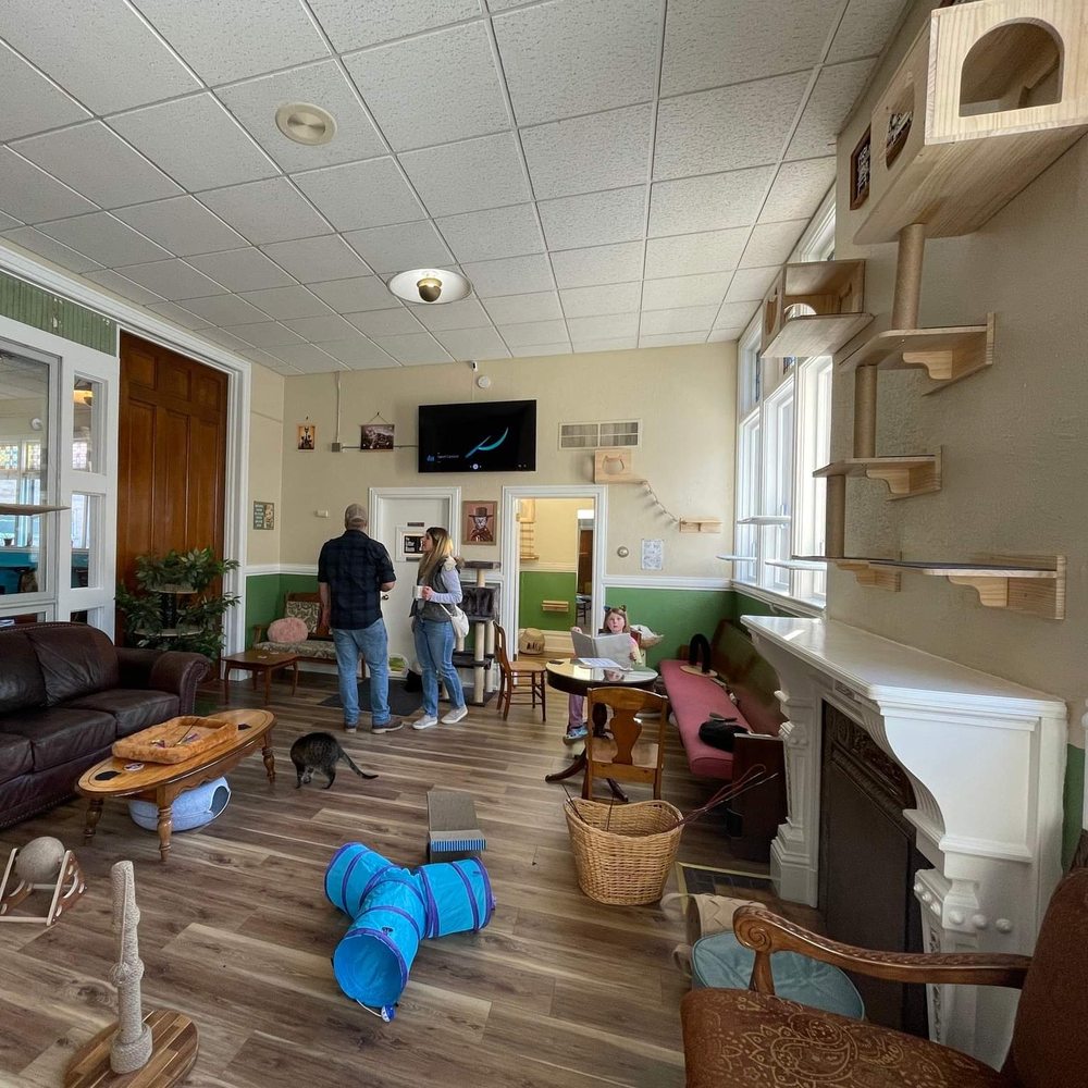 Mr. Kitty's Cat Cafe & Boutique Logo