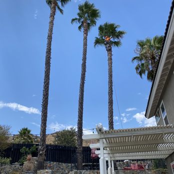 Angel Tree Care - He climbed very tall palms and was very efficient in trimming them. - Tree Services Near Me Angel Tree Care - He climbed very tall palms and was very efficient in trimming them. - Tree Services Near Me