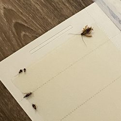 Country Village Apartment Homes - Cockroaches on sticky trap in kitchen