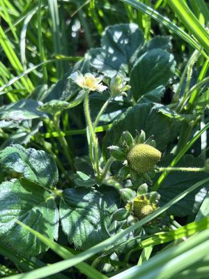 Family Farms by null