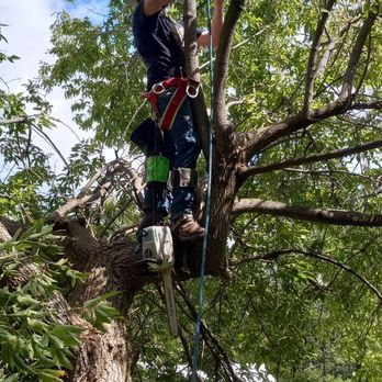 Roosters Tree Pros - Tree Services Near Me Roosters Tree Pros - Tree Services Near Me