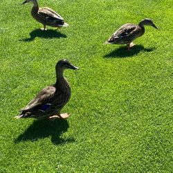 Glen Eagle Golf Course - Just hanging with the locals.
