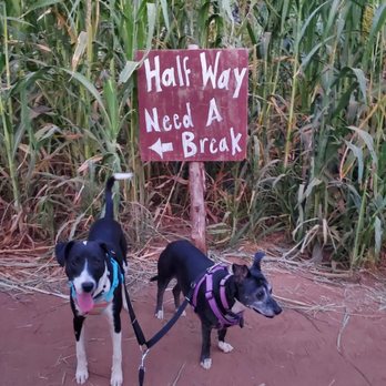 At'l Do Farms - My two pups at the halfway point! - Amusement Parks Near Me - Lubbock, Texas At'l Do Farms - My two pups at the halfway point! - Amusement Parks Near Me - Lubbock, Texas