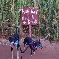 At'l Do Farms - My two pups at the halfway point!