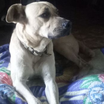 ABC Money Exchange - My dog coffee.He needs a new home - Currency Exchange Near Me - San Ysidro, California ABC Money Exchange - My dog coffee.He needs a new home - Currency Exchange Near Me - San Ysidro, California