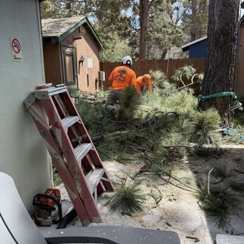 Acosta Tree Service - Tree Services Near Me Acosta Tree Service - Tree Services Near Me
