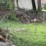 Photo of Domingo Tree & Landscaping Service