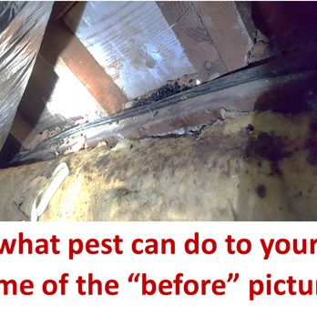 Nituma Brothers Pest Control - Pest Control Near Me - Fairfield, California Nituma Brothers Pest Control - Pest Control Near Me - Fairfield, California