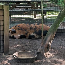 Tree Hill Jacksonville's Nature Center - Pig